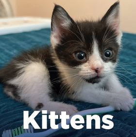 Kittens