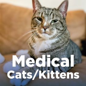 Medical Cats
