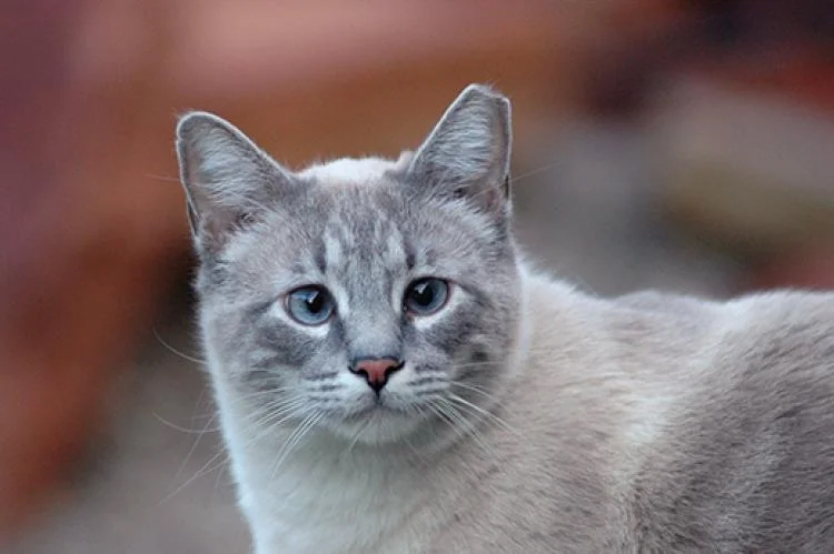 Ear Tipped Cat