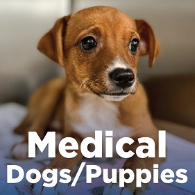 Medical Dogs