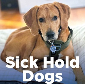 Sick Hold Dog