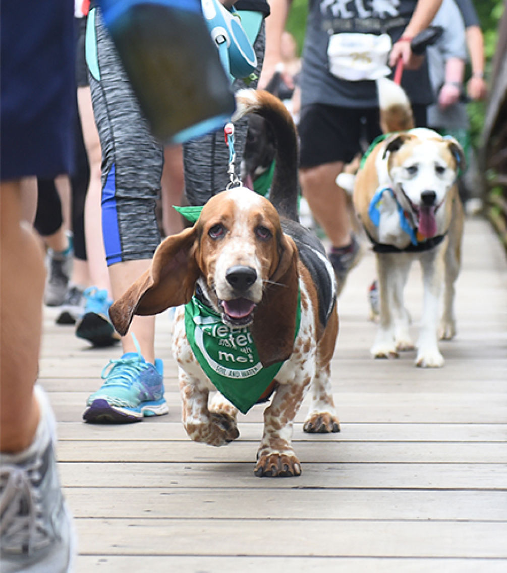 Walk or Run with your best running partner - your dog!